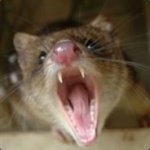 Quoll's Avatar